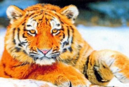 Алмазная мозаика Молодой тигр в снегу