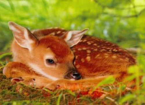 Алмазная мозаика 30х40 (22 цвета) МИЛЫЙ ОЛЕНЁНОК (ST973)