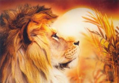 Алмазная мозаика Лев