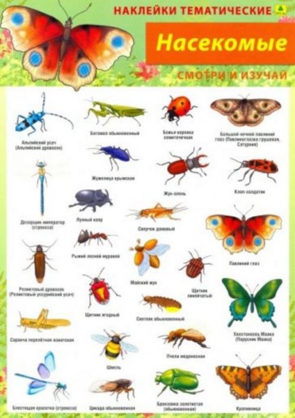 Насекомые. Наклейки тематические