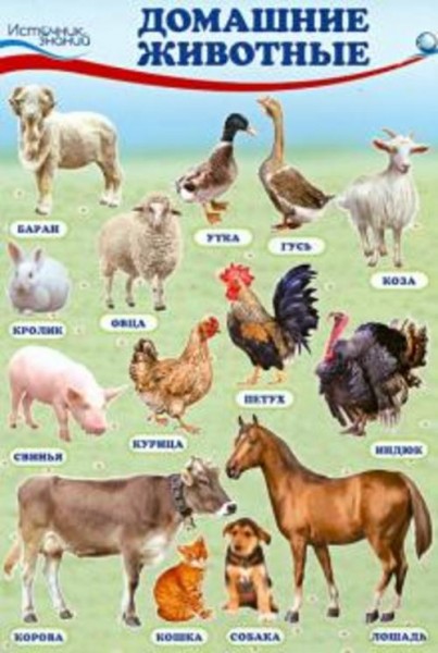 Комплект познавательных мини-плакатов "Домашние, лесные животные, фрукты и ягоды, овощи"